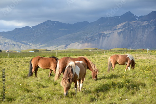 Island-Ponys © Fotolyse