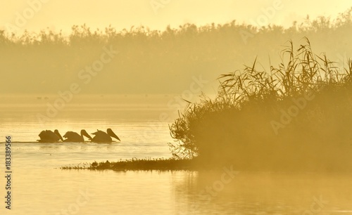 Pelicans swim across the water in the morning mist. Morning mist before dawn.