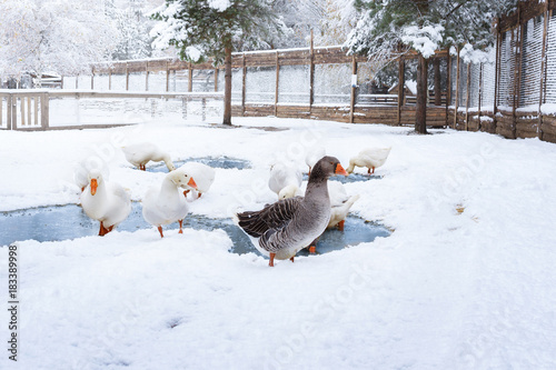 geese walk in the courtyard among the snow in winter