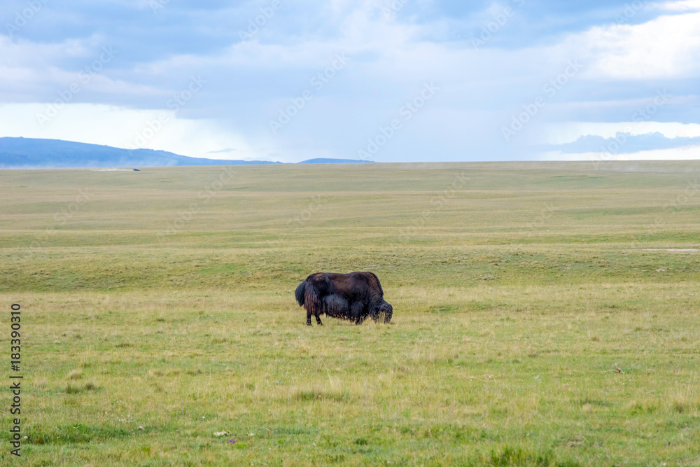 Black male yak in the meadow