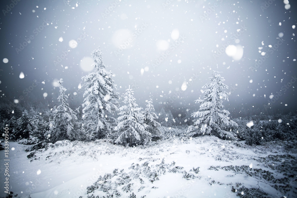 Trees covered with hoarfrost and snow in winter mountains - Christmas snowy backgroundic holiday background Trees covered with hoarfrost and snow in winter mountains - Christmas snowy backgroundic holiday background