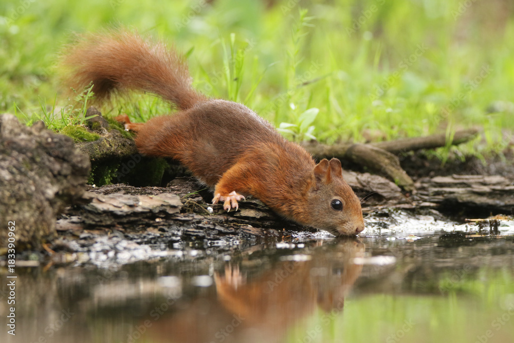 Drinking squirrel Drinking squirrel