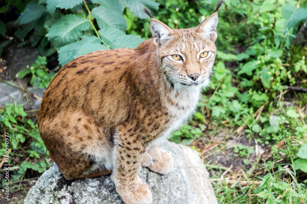 a lynx sitting on rock