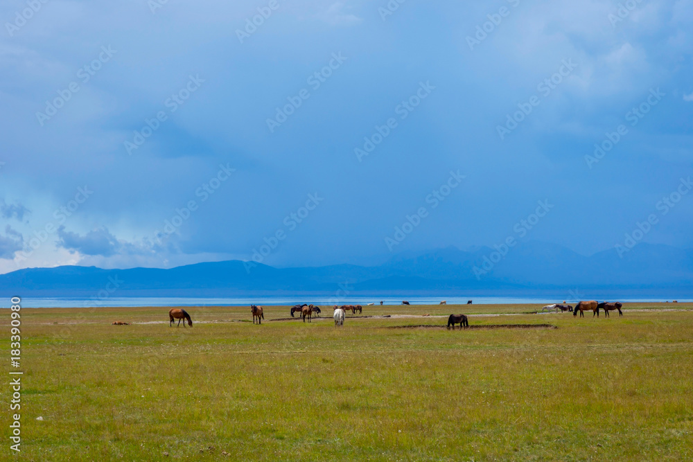 Horses by Song Kul lake, Kyrgyzstan