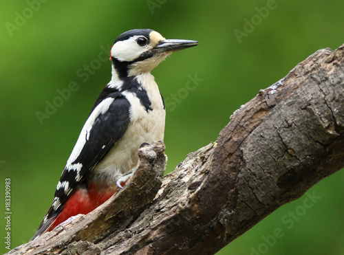Great spotted woodpecker © Wouter Midavaine