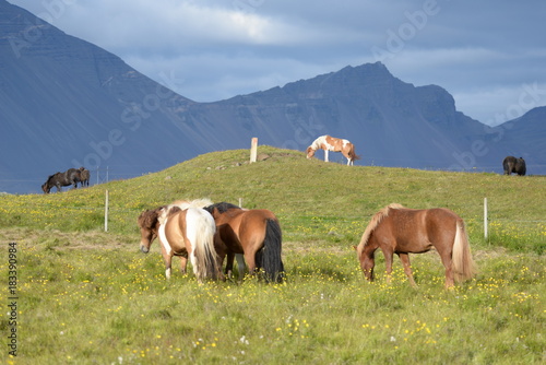 Island-Ponys