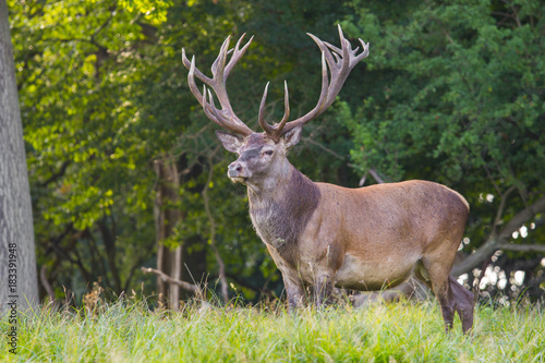 deer in Dyrehave forest north of Copenhagen