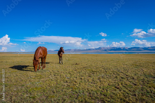 Horses by Song Kul lake