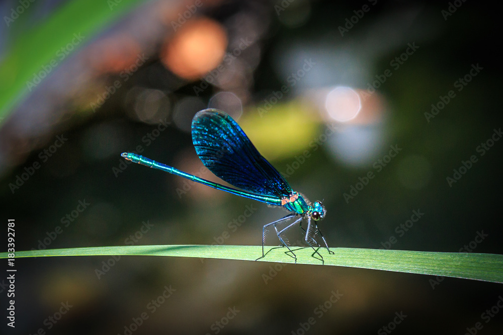 Prachtlibelle Prachtlibelle