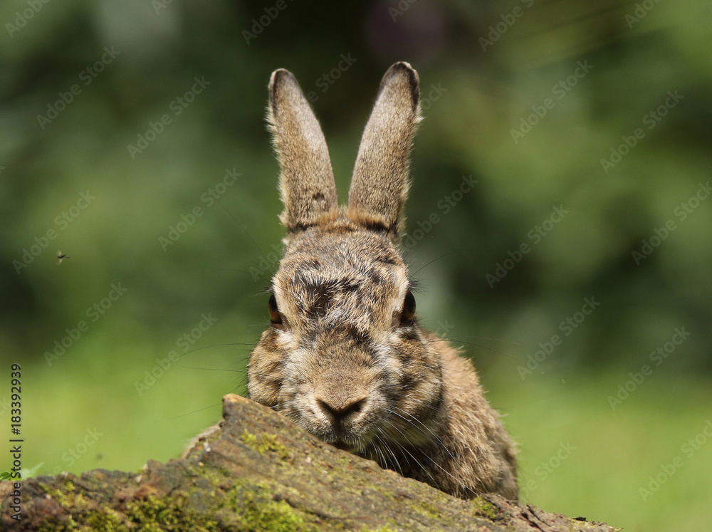 Obraz premium Whats up doc?