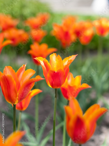 Red tulip in a flower garden