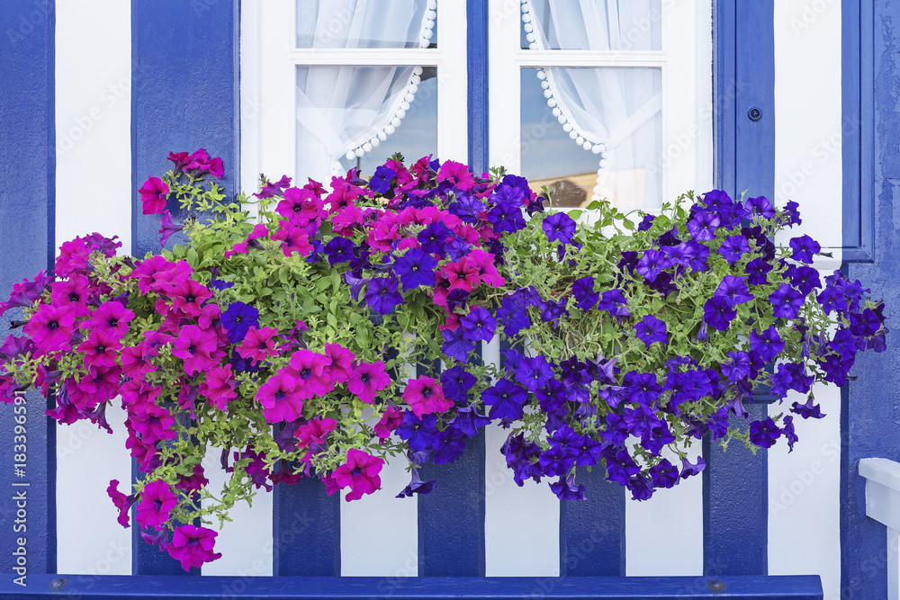 Window with colorful flower