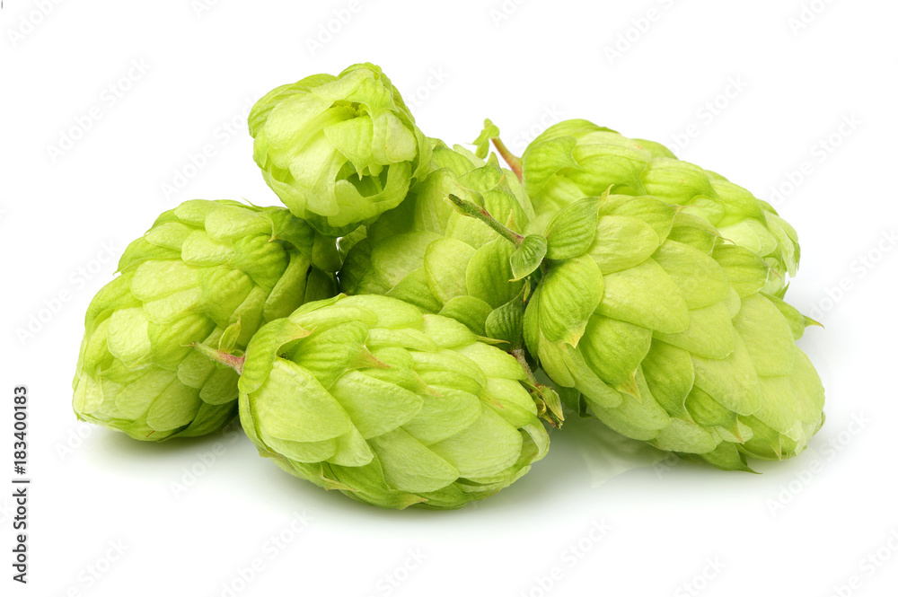 Fototapeta premium Fresh green hop isolated closeup.