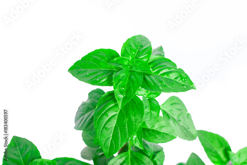 Fresh green Basil herb leaves isolated on white background. Basilicum plant concept. Copy space.