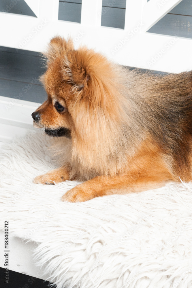 The vertical view of pomeranian spitz is laying on the white plaid with in red stripes present. Concept of preparation to the NEw Year or Christams The vertical view of pomeranian spitz is laying on the white plaid with in red stripes present. Concept of preparation to the NEw Year or Christams