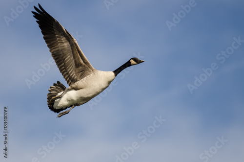 Lone Canada Goose Flying in a Blue Sky