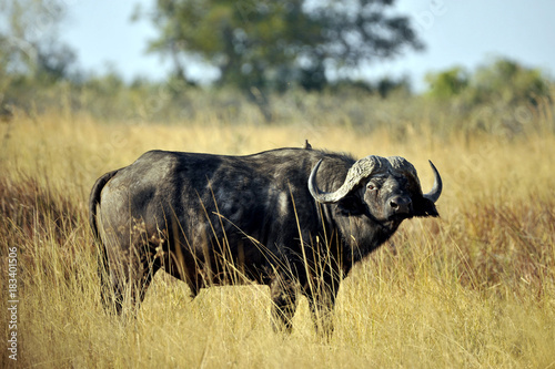 Botswana Moremi 2016 Buffalo Büffel Bull