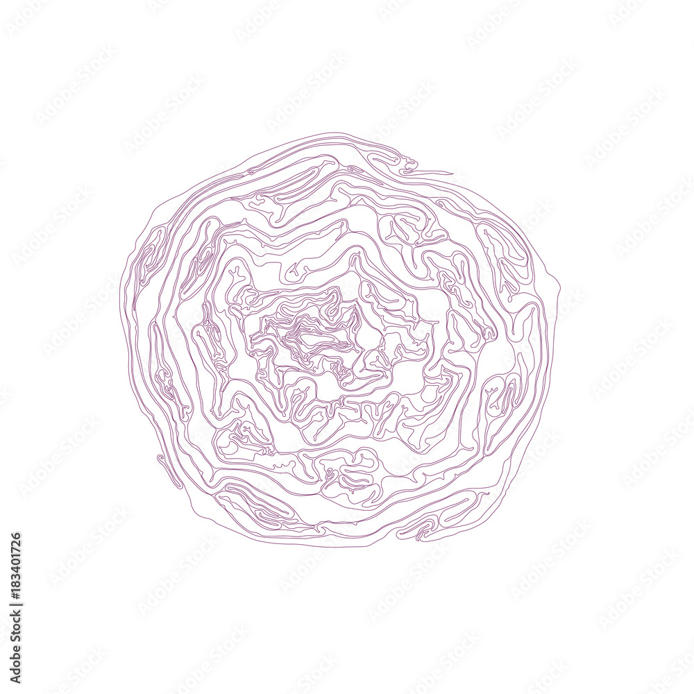 Sketch of cabbage plant or hand drawn kale  Stock Illustration 65500183   PIXTA