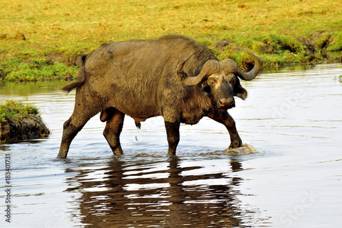 Botswana Chobe 2017 Buffalo Büffel Bull 