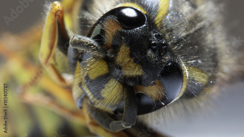 Оса, много глаз