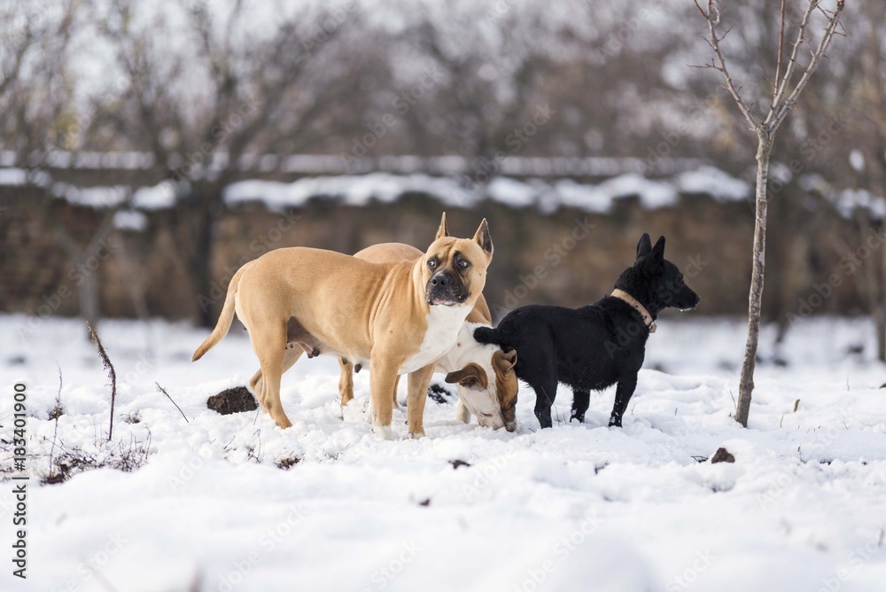 american staffordshire terrier dog playing on snow american staffordshire terrier dog playing on snow