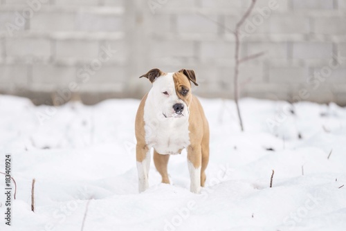american staffordshire terrier dog playing on snow