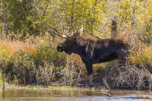 Bull Moose in Wyoming in Fall