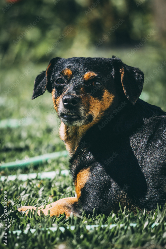 Cute dog smiling to the camera Cute dog smiling to the camera