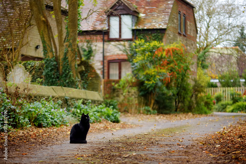 Fototapete Cute black cat sitting on scenic old road in Dorset, England