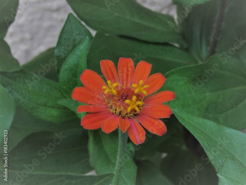 A flor no meio do verde. photo