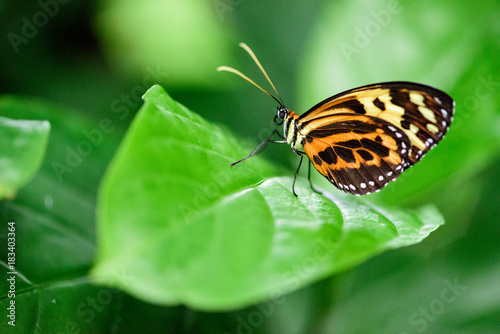 Butterfly on a Green Leaf