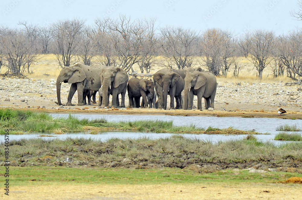 Obraz premium Namibia Etosha 2017 Elefant Elephant