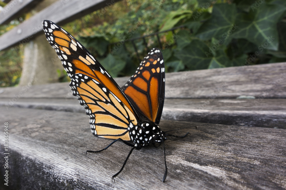 Obraz premium monarch butterfly on park bench