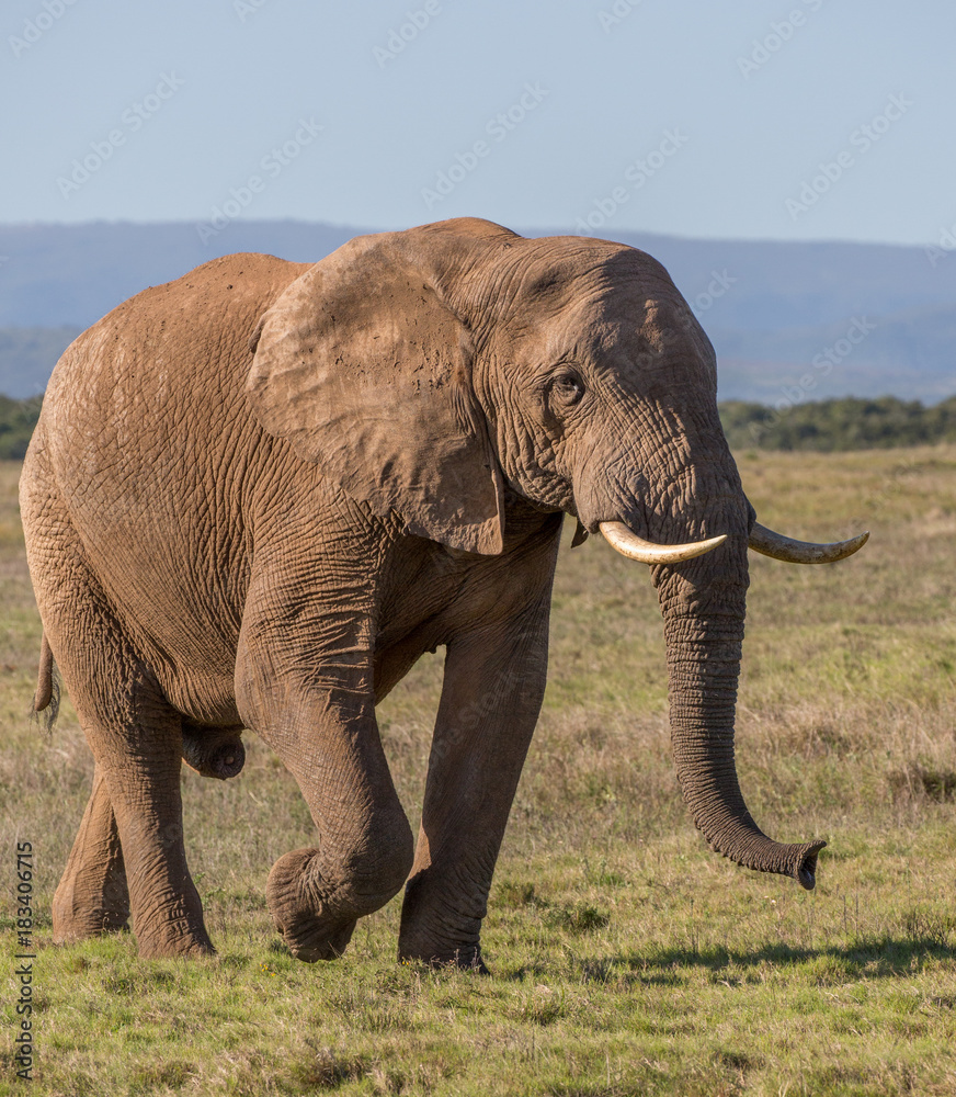 African Elephant Male in South Africa