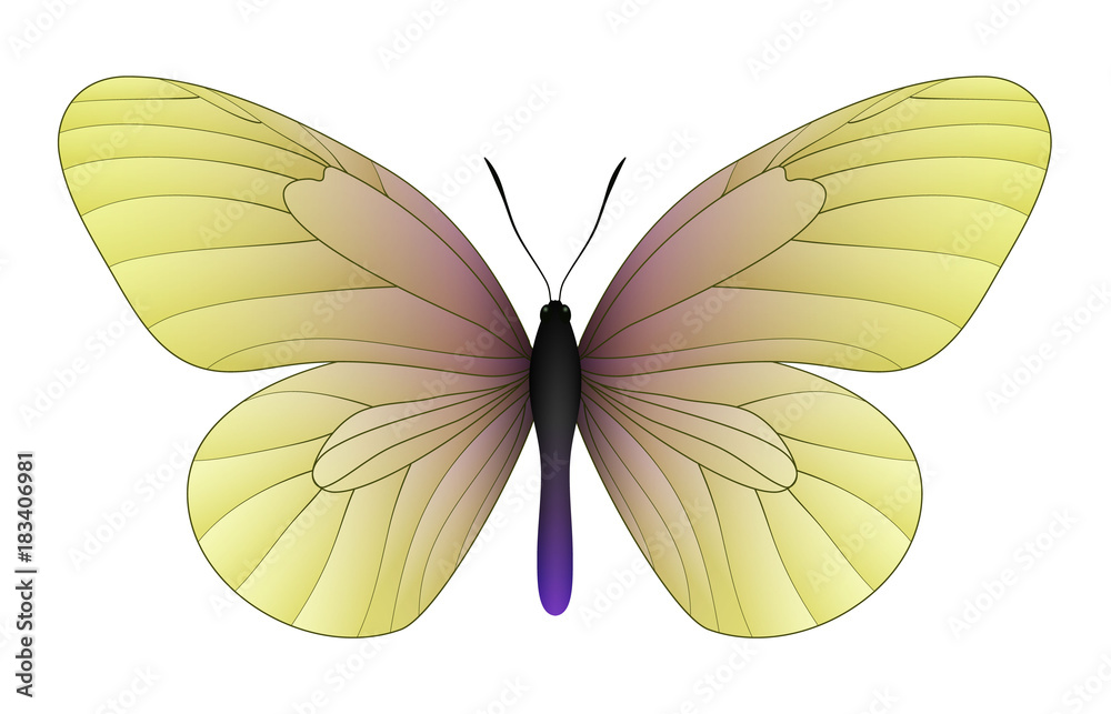 Fototapeta premium Beautiful butterfly isolated on a white background