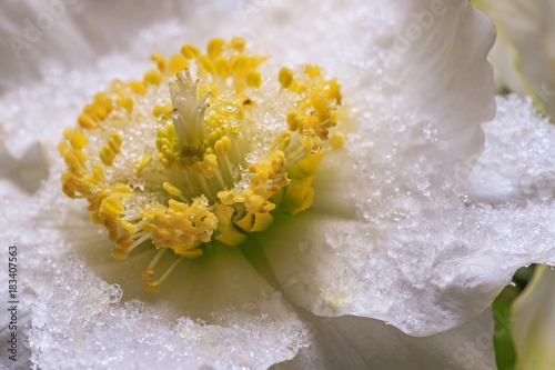 Billede på lærred Christmas Rose in the snow in the garden, close up