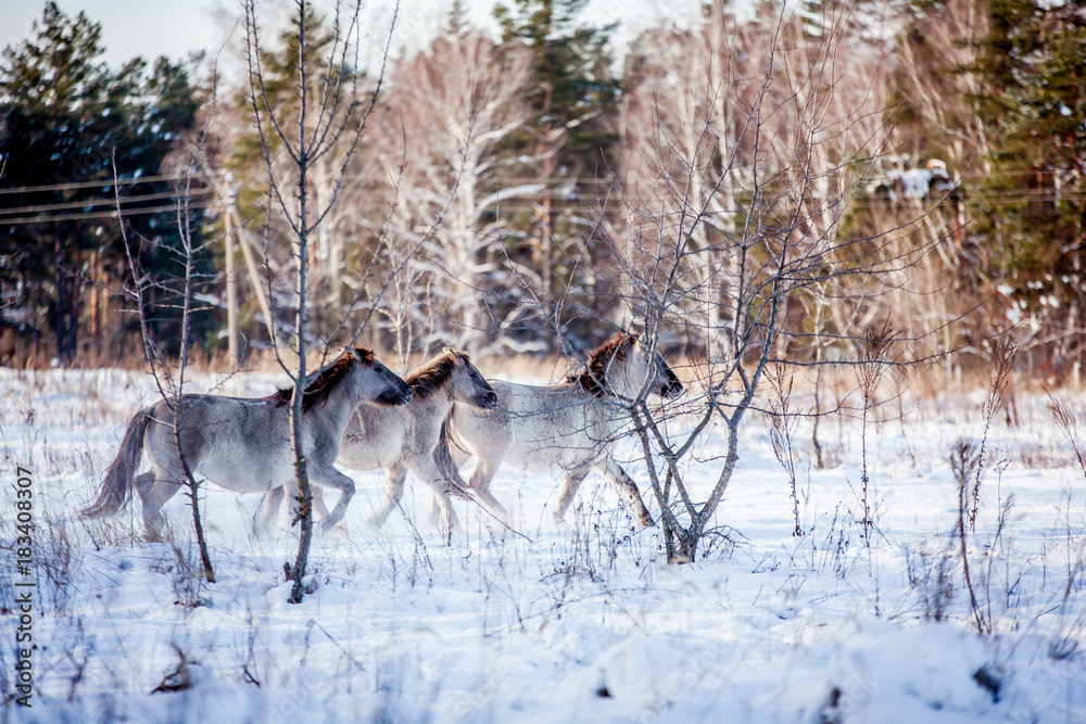 The herd of Polish conies runs through the snowy forest in the winter