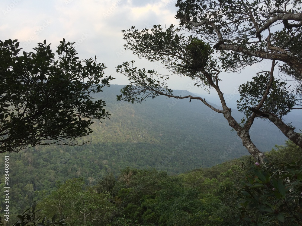 Rainforest Vista Rainforest Vista
