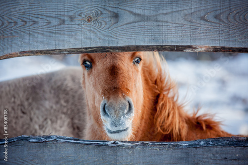 Horse of the breed Polish konik pose for portrait in winter against the background of snow