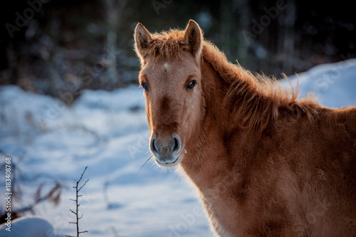Horse of the breed Polish konik pose for portrait in winter against the background of snow