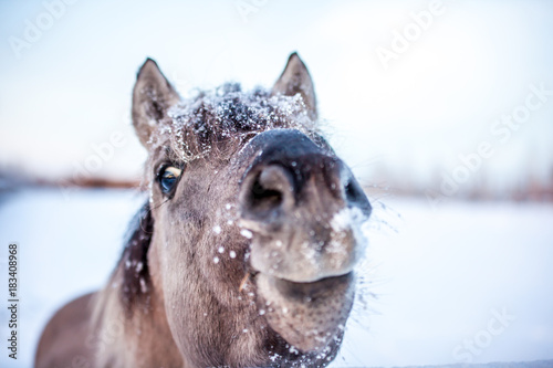 Horse of the breed Polish konik pose for portrait in winter against the background of snow