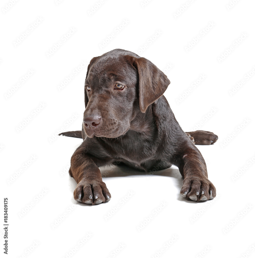 Chocolate labrador retriever on white background