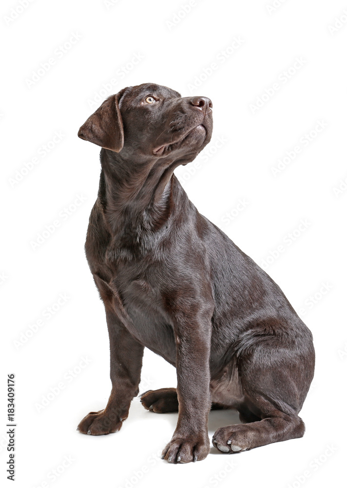 Chocolate labrador retriever on white background