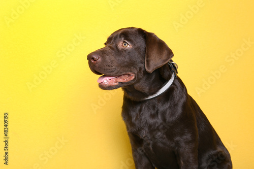 Fototapeta Naklejka Na Ścianę i Meble -  Chocolate labrador retriever on color background