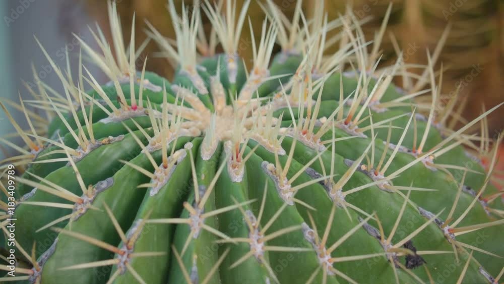 15205_White_spikes_on_the_green_succulent_plant.mov 15205_White_spikes_on_the_green_succulent_plant.mov
