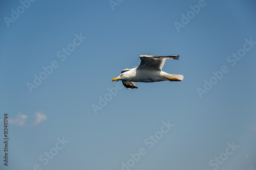 One seagull flying in the blue sky