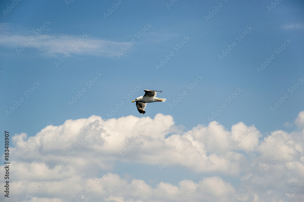 Naklejka premium One seagull flying in the blue sky