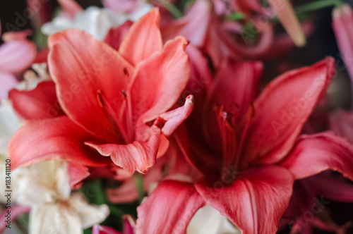 background from a bouquet of gentle flowers red lily closeup nature wallpaper postcard plant texture beauty backdrop