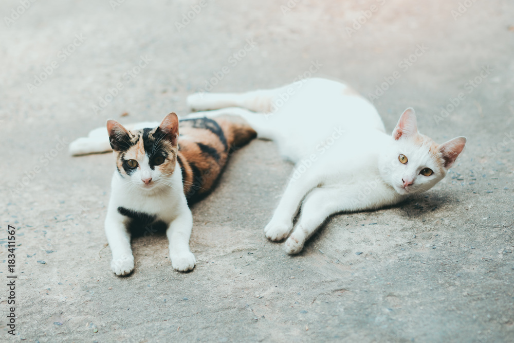 Two cats sleep on cement cats skin surface, Thai cat skin. Two cats sleep on cement cats skin surface, Thai cat skin.