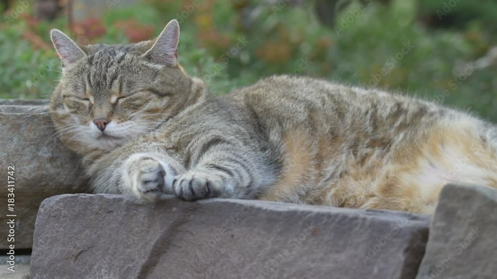 Tabby cat in the garden (no color grading) Tabby cat in the garden (no color grading)